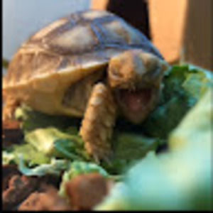 Meet your Posher, Everett